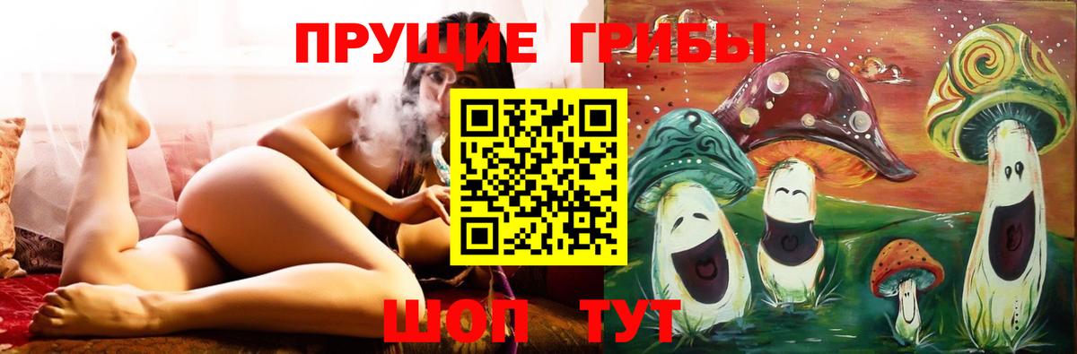 Псилоцибиновые грибы Psilocybe Дербент